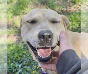 Kia - Female Mutt Dog for Adoption - Photo #4