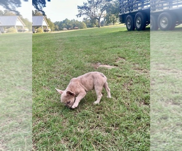 Medium Photo #6 French Bulldog Puppy For Sale in RICHARDS, TX, USA