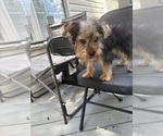 Small #6 Yorkshire Terrier
