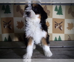Small Photo #3 Miniature Bernedoodle Puppy For Sale in MILLERSBURG, OH, USA