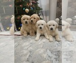 Small #5 English Cream Golden Retriever