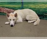 Small Siberian Husky Mix