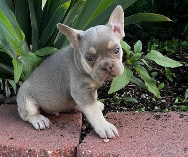Medium Photo #8 French Bulldog Puppy For Sale in COLORADO SPRINGS, CO, USA