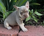 Puppy Izz French Bulldog