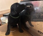 Puppy Green Collar Labrador Retriever