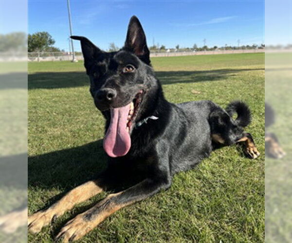 Medium Photo #2 Shepweiller Puppy For Sale in Las Vegas, NV, USA