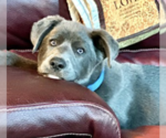 Small Photo #2 Labrador Retriever Puppy For Sale in Maple Grove, MN, USA