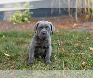 Cane Corso Puppy for sale in BOURBON, IN, USA