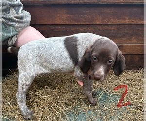 German Shorthaired Pointer Puppy for sale in BONIFAY, FL, USA