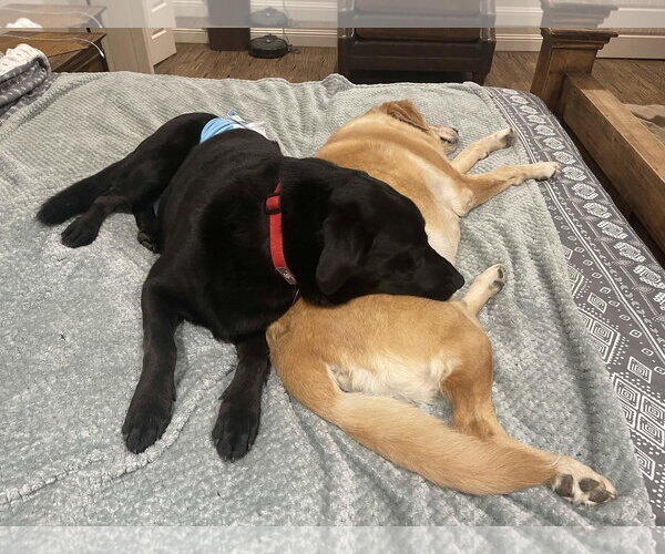 Medium Photo #3 Labrador Retriever Puppy For Sale in Fort Worth, TX, USA