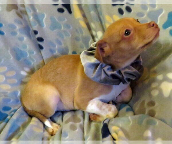 Medium Photo #4 Jack Chi Puppy For Sale in Grovertown, IN, USA