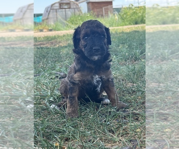 Medium Photo #6 Poodle (Miniature)-Poodle (Standard) Mix Puppy For Sale in LONGMONT, CO, USA