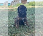 Small #5 Poodle (Miniature)-Poodle (Standard) Mix