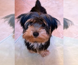 Yorkshire Terrier Puppy for Sale in VALRICO, Florida USA