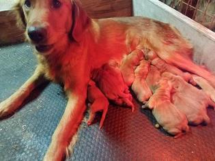Mother of the Golden Retriever puppies born on 01/01/2018