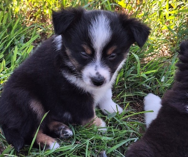 Medium Photo #2 Miniature Australian Shepherd Puppy For Sale in FAIRVIEW, SD, USA