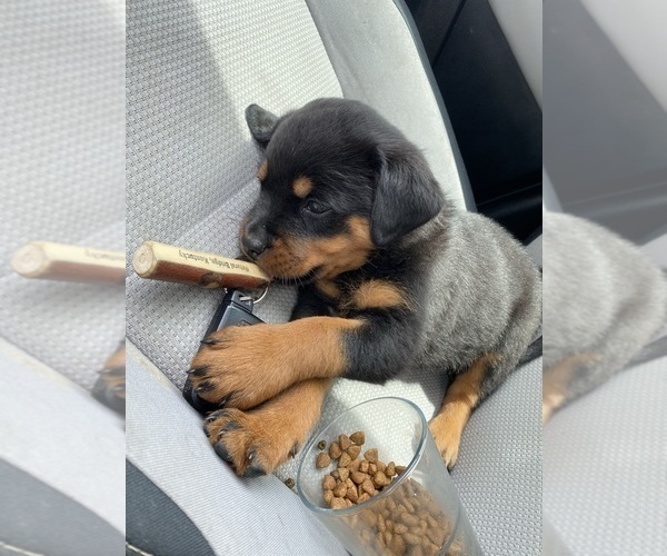 Medium Photo #10 Rottweiler Puppy For Sale in EAST CANTON, OH, USA