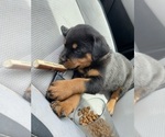 Small Photo #10 Rottweiler Puppy For Sale in EAST CANTON, OH, USA