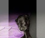 Small Photo #7 Great Dane Puppy For Sale in INDEPENDENCE, MO, USA