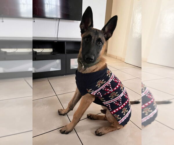 Medium Photo #1 Mutt Puppy For Sale in Imlay City, MI, USA