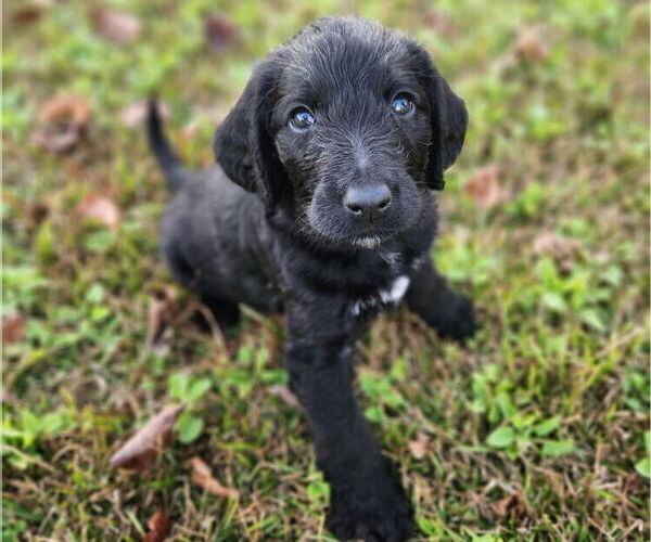 Medium Photo #6 German Shorthaired Pointer-Goldendoodle Mix Puppy For Sale in WILLACOOCHEE, GA, USA