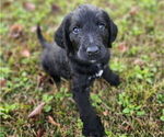 Small #5 German Shorthaired Pointer-Goldendoodle Mix