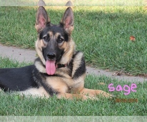 Mother of the German Shepherd Dog puppies born on 02/20/2021