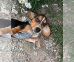 Small #13 Beagle