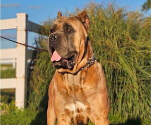 Father of the Cane Corso puppies born on 05/26/2026