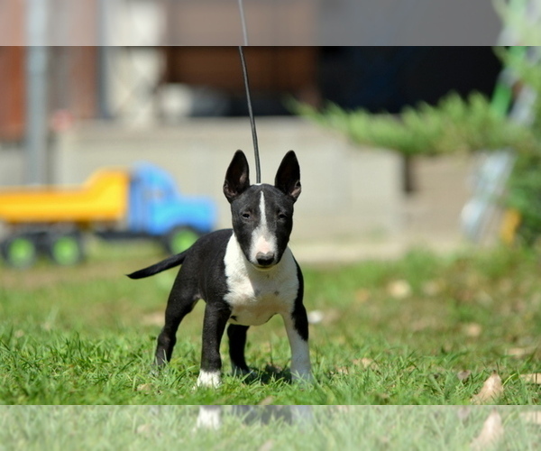 Medium Photo #2 Miniature Bull Terrier Puppy For Sale in Kiskoros, Bacs-Kiskun, Hungary