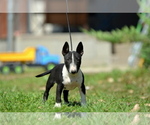 Small Photo #2 Miniature Bull Terrier Puppy For Sale in Kiskoros, Bacs-Kiskun, Hungary