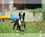 Small #1 Miniature Bull Terrier