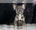 Small Photo #41 French Bulldog Puppy For Sale in WARSAW, IN, USA