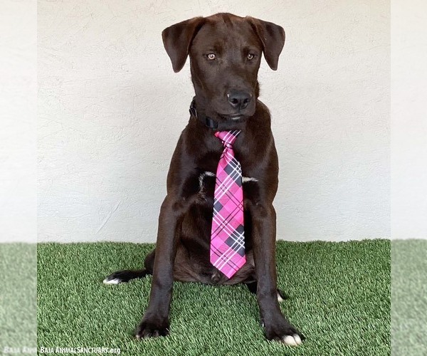 Medium Photo #9 Chocolate Labrador retriever-Weimaraner Mix Puppy For Sale in San Diego, CA, USA