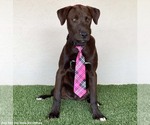 Small #8 Chocolate Labrador retriever-Weimaraner Mix
