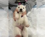 Small Photo #1 Mutt Puppy For Sale in Calgary, Alberta, Canada