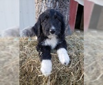 Small Photo #27 Aussiedoodle Puppy For Sale in DOWELLTOWN, TN, USA