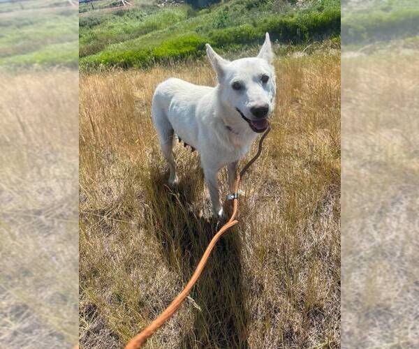 Medium Photo #2 Mutt Puppy For Sale in Calgary, Alberta, Canada