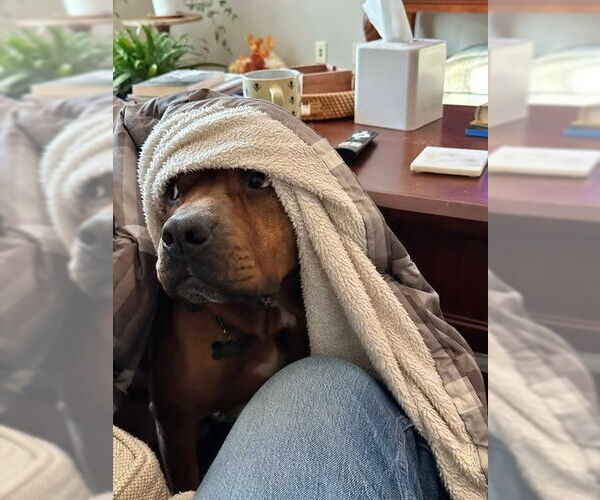 Medium Photo #10 American Staffordshire Terrier-Boxer Mix Puppy For Sale in Sayreville, NJ, NJ, USA