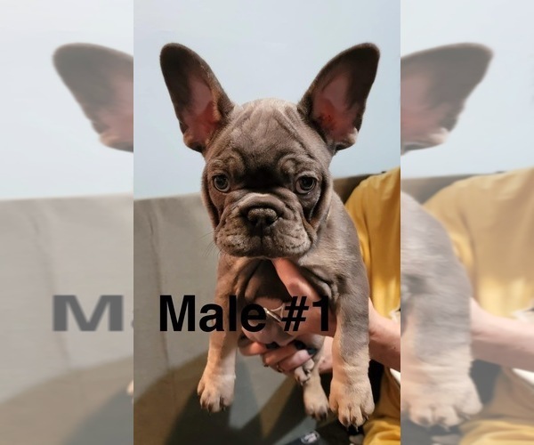 Medium Photo #3 French Bulldog Puppy For Sale in ROCHESTER, MN, USA