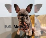 Small Photo #3 French Bulldog Puppy For Sale in ROCHESTER, MN, USA