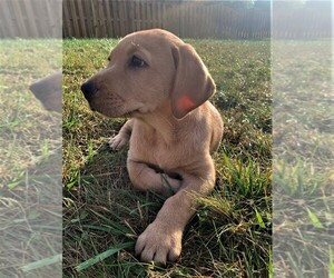 Labrador Retriever Puppy for sale in CLERMONT, IN, USA