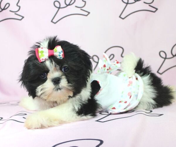 Medium Photo #7 Shih Tzu Puppy For Sale in LAS VEGAS, NV, USA