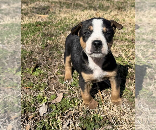 Medium Photo #6 Australian Shepherd-Unknown Mix Puppy For Sale in OKLAHOMA CITY, OK, USA