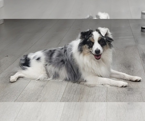 Medium Photo #1 Miniature Australian Shepherd Puppy For Sale in MILFORD, MI, USA