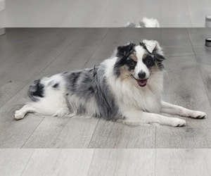 Father of the Miniature Australian Shepherd puppies born on 08/05/2025