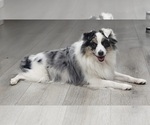 Small Photo #1 Miniature Australian Shepherd Puppy For Sale in MILFORD, MI, USA