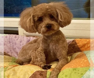 Father of the Goldendoodle (Miniature) puppies born on 05/05/2026