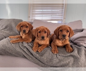 Medium Labrador Retriever