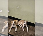 Small #3 Labrador Retriever Mix